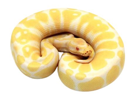 Albino Ball Python For You | Buy Albino Ball Python Online