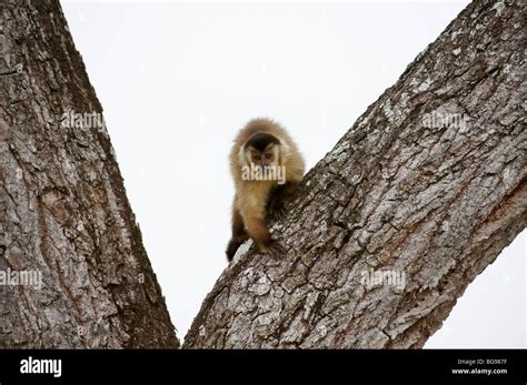 Tufted Capuchin Brown Capuchin Or Black Capped Capuchin Cebus Apella