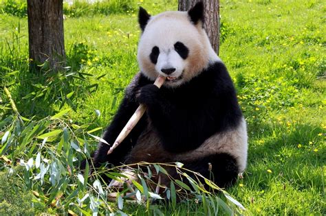 Free picture: panda bear, eating, bamboo, ground