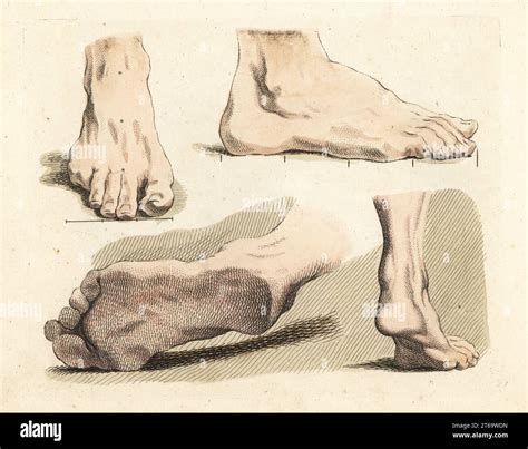 Figures Of Male Feet Ankles Toes And Soles From Paintings By Old