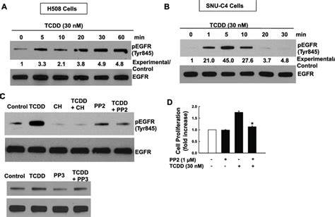 Src Kinase Mediates Tcdd Induced Phosphorylation Of Egfr Tyr A