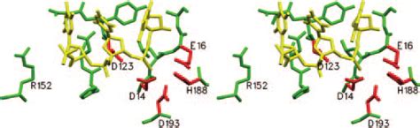 Model of nucleotide binding to TREX2 (stereo figure). The model was ...
