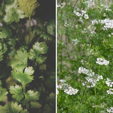 Cilantro Bolting: Why Cilantro Flowers And How To Prevent, 47% OFF