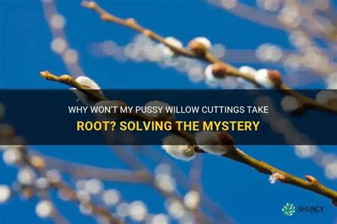 Why Won T My Pussy Willow Cuttings Take Root Solving The Mystery ShunCy