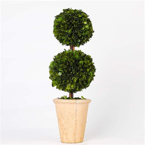 Real Preserved Boxwood Potted Tree Globe Tree Topiary In Terracotta