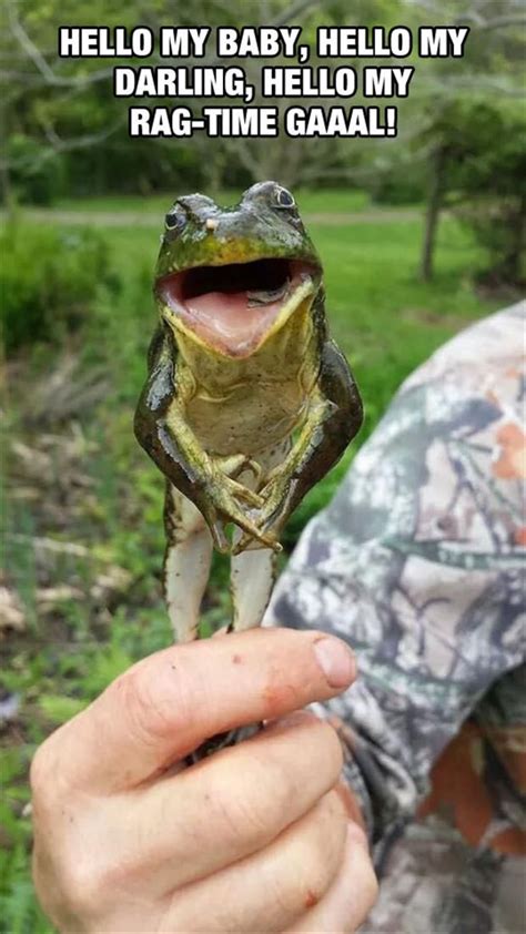 29 best Frog Memes images on Pinterest | Frogs, Amphibians and Adorable ...