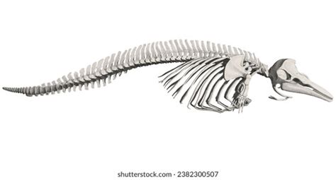 Animal Anatomy Orca Whale Skeleton Scientific Stock Illustration ...