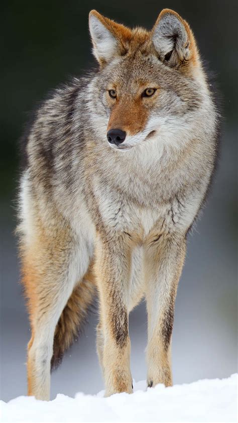 [100+] Coyotes Pictures | Wallpapers.com