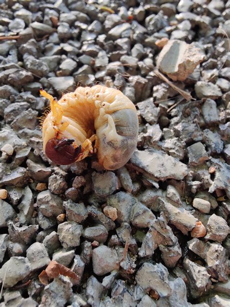 whats  guy gonna turn  raustralianwildlife