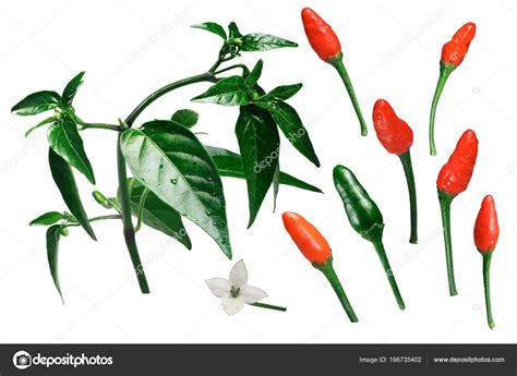 Pequin Chile Peppers Stock Photos Free Royalty Free Stock 42 Off
