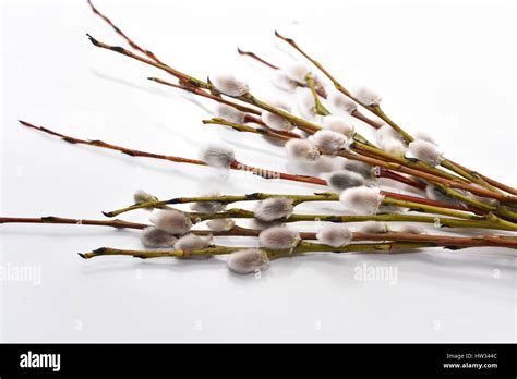 Pussy Willow Branch Isolated On White Background Stock Photo Alamy