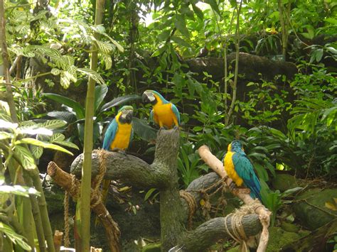 Moody Gardens Galveston Texas Wallpaper 557865 Fanpop