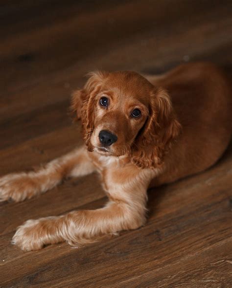 12 Golden Retriever Mixes for a Cute, Fluffy Companion