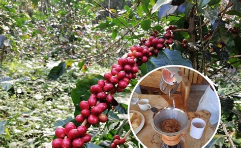 ¡disfruta Un Café En Oaxaca Recorre La Ruta Del Café Pluma
