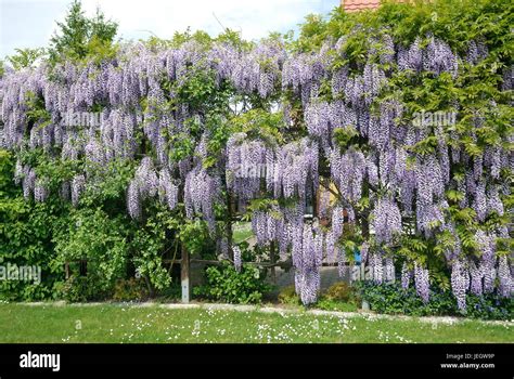 Blauregen Blute Fotos Und Bildmaterial In Hoher Aufl Sung Alamy