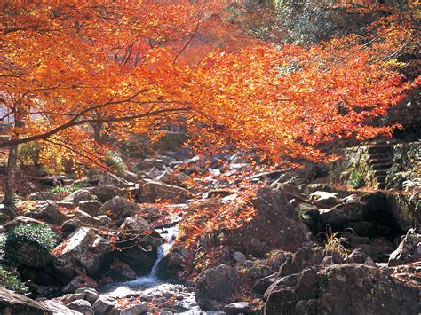 くらがり渓谷紅葉まつり 【公式】愛知・名古屋の観光サイトaichinow