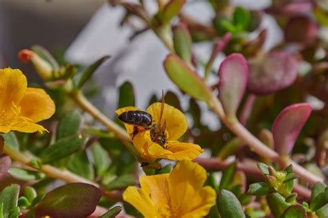 Bi Gula Blommor Pollinering Gratis foto på Pixabay Pixabay