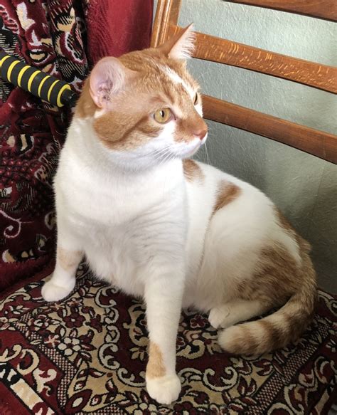 Его шерстейшество сенсей Симба | Пикабу