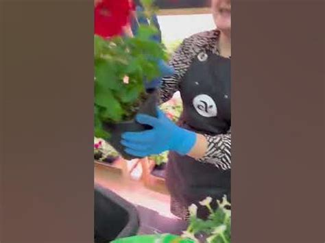#сад #дача #огород #семена #семенаалтая - YouTube