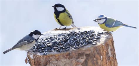 Little Birds Feeding on a Bird Feeder with Sunflower Seeds. Blue Tit