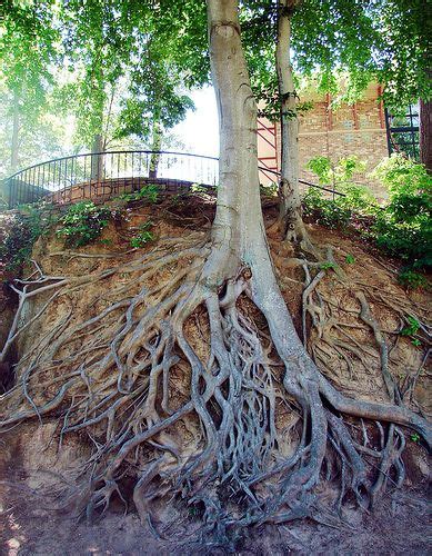 Medusa Tree Greenville South Carolina Within The Beautiful Falls