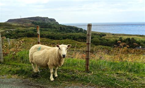 sheep dreams: More Scotland