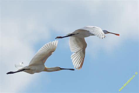 Колпица Platalea leucorodia Eurasian spoonbill