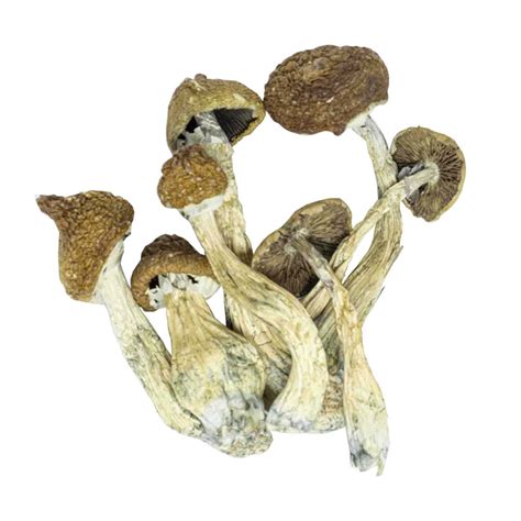 Comprar Cogumelos M Gicos Psilocybe Cubensis G Cubano Shop