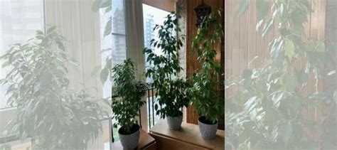 Фикус Бенджамина купить в Ростове-на-Дону | Товары для дома и дачи | Авито