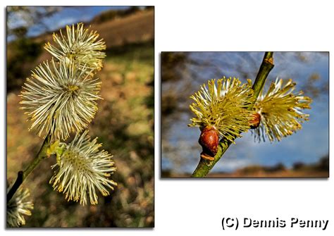 Pussy Willow Tree