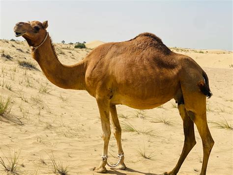 desert camel      desert camel stock