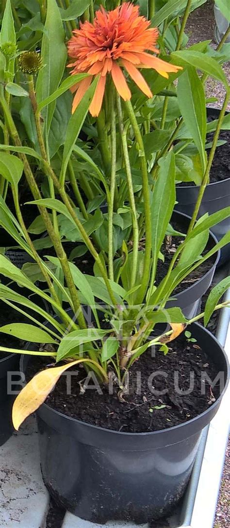 Эхинацея пурпурная 'Marmelade'