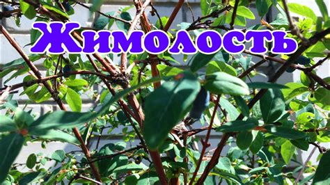 Жимолость с плодами - YouTube