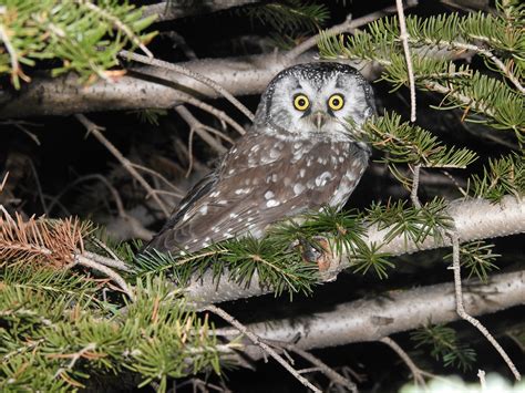 Boreal Owl Research — Colorado Avian Research and Rehabilitation Institute