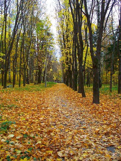 Роща - Гороховец