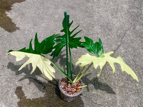 Philodendron Golden Dragon Variegated Thailand Limited Quantity