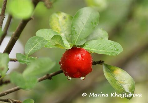 Trees of Tropical Asia - Malpighia