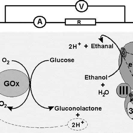 Schematic Configuration Of A Biofuel Cell Employing Ethanol And Glucose