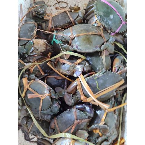 Jual KEPITING HIDUP 1 Kg Shopee Indonesia