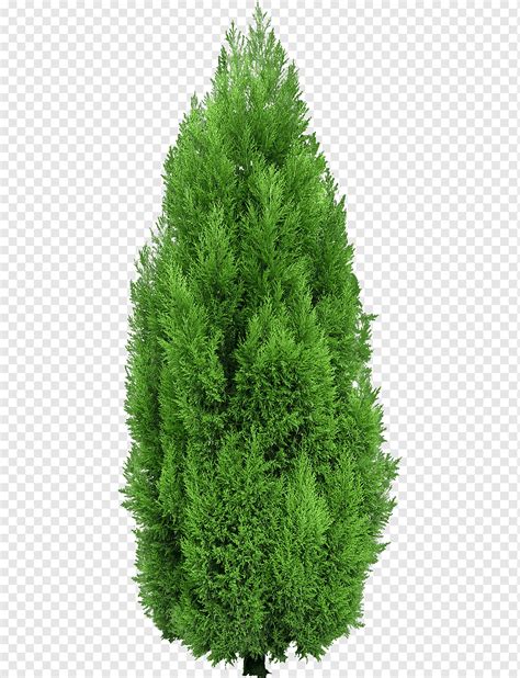 Dense Green Pine Needles Plant Green Gardening Png Pngwing