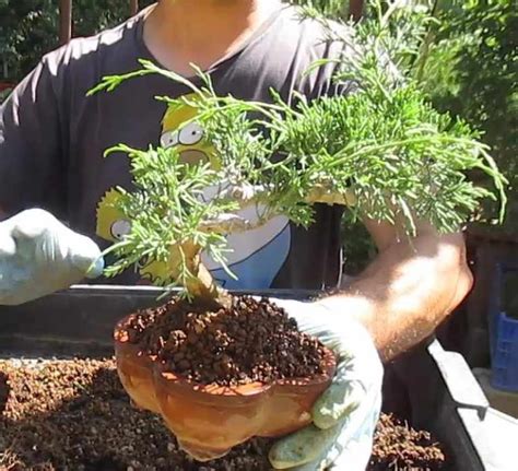 Cómo Hacer un Bonsái Cultivo y Cuidados de tus bonsáis