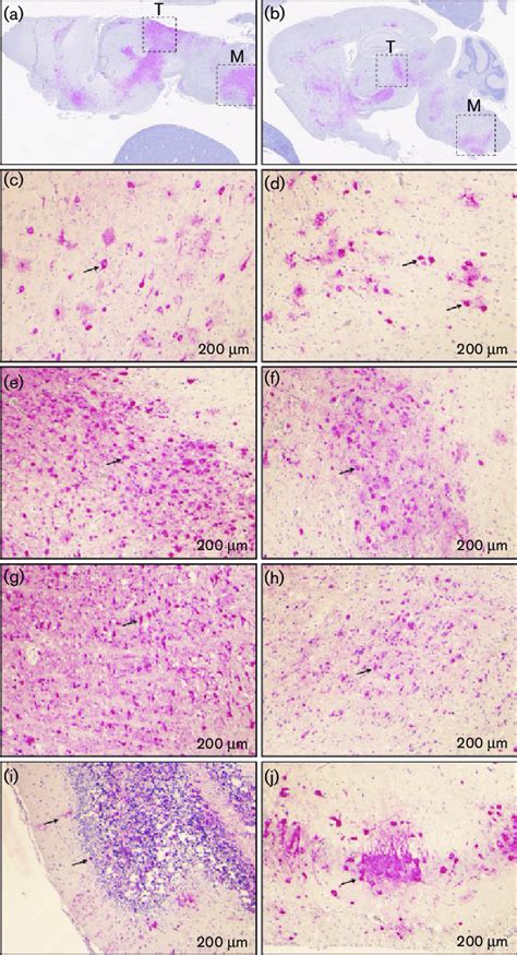 Rvfv Antigen Distribution In Mouse Brain After Vaccination Brain