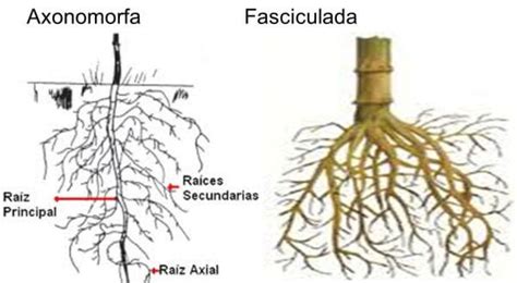 Características De Las Plantas Partes Tipos Y Nombres ️