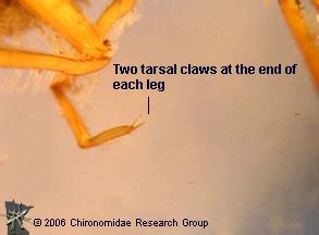 Family: Dytiscidae | Chironomidae Research Group