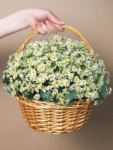 Ромашки: купить букет ромашек в Москве с доставкой в Premium-Flowers
