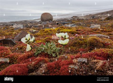 Champ Island Franz Josef Land Russian Arctic Stock Photo Alamy
