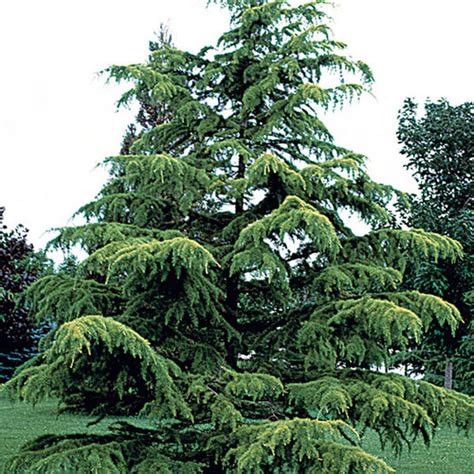 Deodar cedar, Himalayan cedar - Fine Gardening