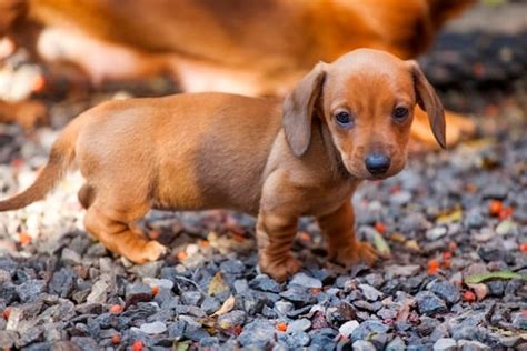 Daug Puppies