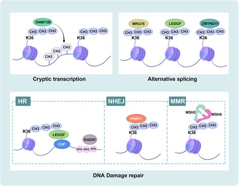 Schematic Overview Of Setd2 Functions Setd2 Mediated H3k36me3 Plays