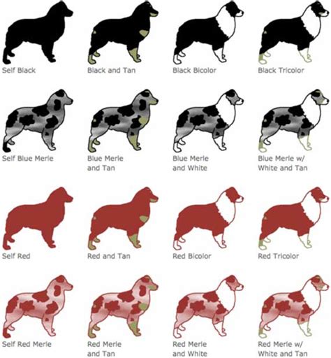 Australian Shepherd Colors and Markings